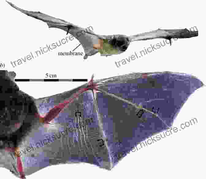 A Bat In Flight With Its Membranous Wings Extended The Hummingbirds Gift: Wonder Beauty And Renewal On Wings