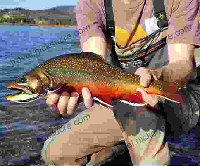 A Brook Trout Displaying Its Vibrant Colors Casting Onward: Fishing Adventures In Search Of America S Native Gamefish