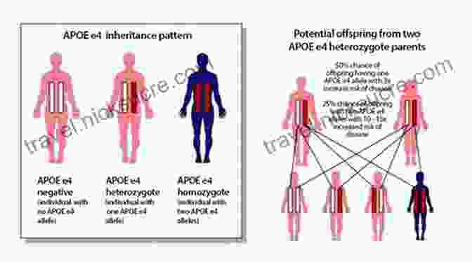 APOE Gene Is A Major Genetic Risk Factor For Alzheimer's Decoding Darkness: The Search For The Genetic Causes Of Alzheimer S Disease