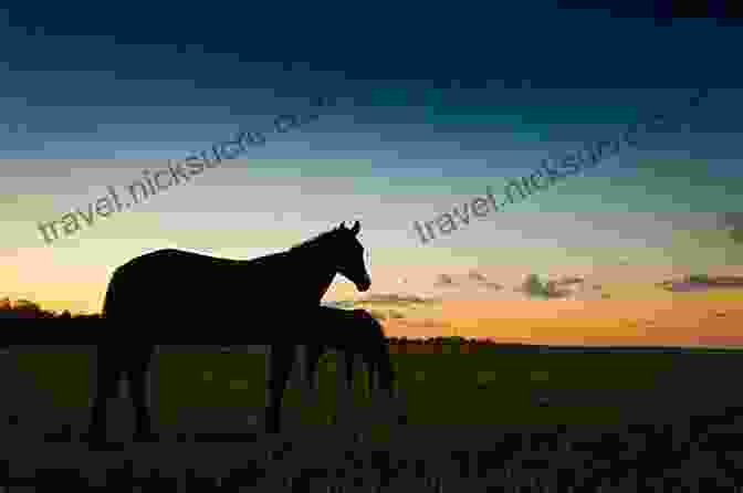 Horse Grazing In The Outback Sunset Horses Of The Sun (The Outback Riders 1)